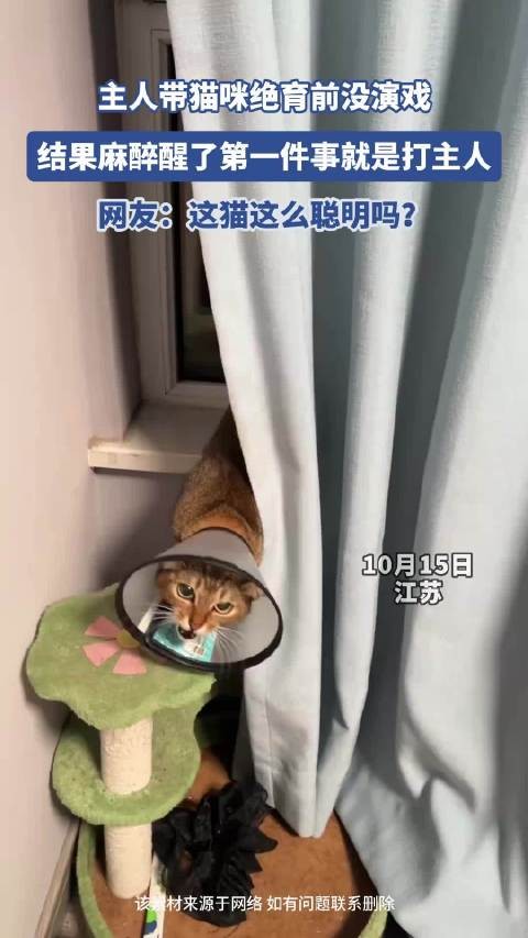主人带猫咪绝育前没演戏，结果麻醉醒了第一件事就是打主人