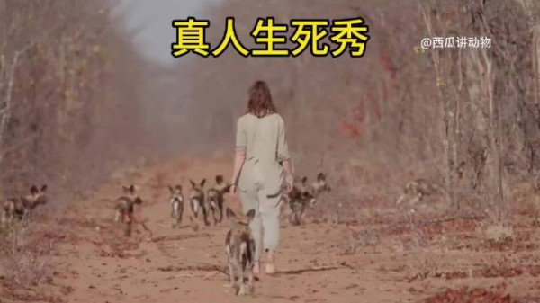 国外真人生死秀跟野狗零距离接触!