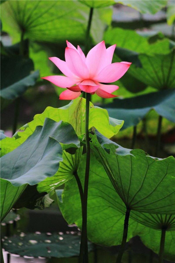 餐桌上必备的6种菜系,学会了全家夸你厨艺好,即营养又美味