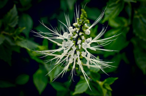 湿热体质怎么补肾 调理肾虚湿热的饮食与<a target=