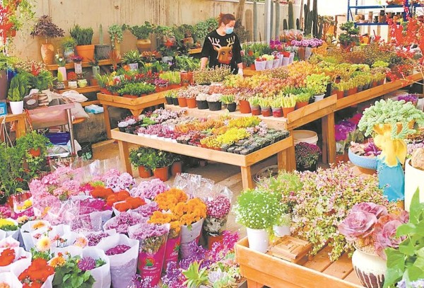成都三圣花乡的花卉市场
