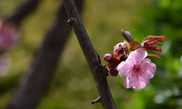 快乐的吃货文案:舌尖快乐,探索味蕾的彩虹之旅