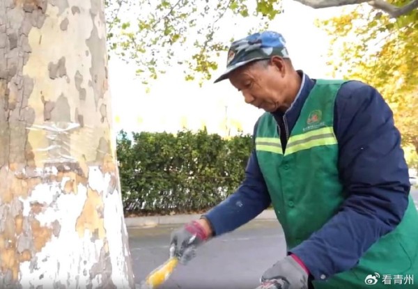 青州：穿冬衣 细打理 绿化树木安全越冬