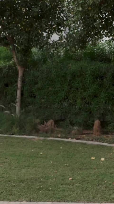 贾巴尔怀孕成功：怀了个男孩