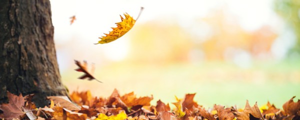 夏秋季节转换的过渡时期 处暑养生注意这五点 处暑养生注意什么