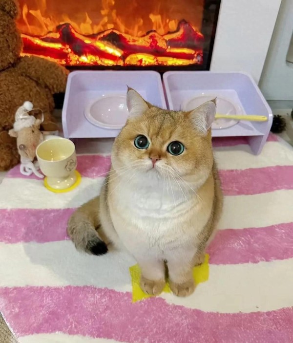 宠物为生活注入的温暖、乐趣与成长