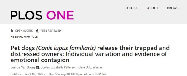 年轻人为何愿意为宠物投入：幸福感与挑战