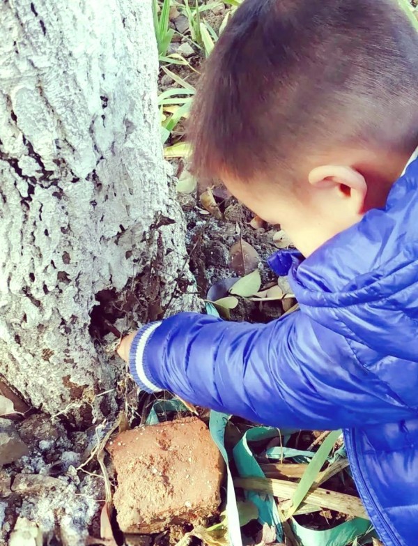 孩子们的自然探索之旅：神秘树洞的奥秘