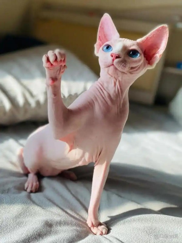 什么宠物好养又干净