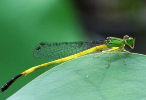 最经典的拟人句