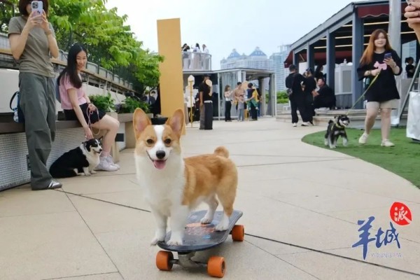 广州阿姨立遗嘱留十几万元给爱犬，宠物也能成为“继承人”了吗？专家分析→