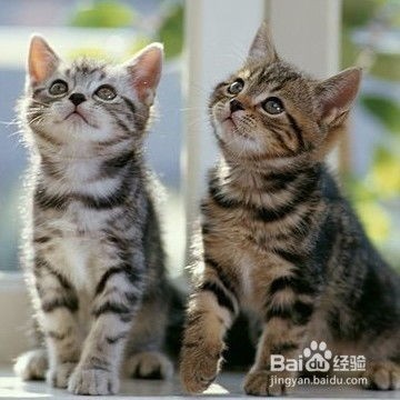 怎么照顾宠物猫