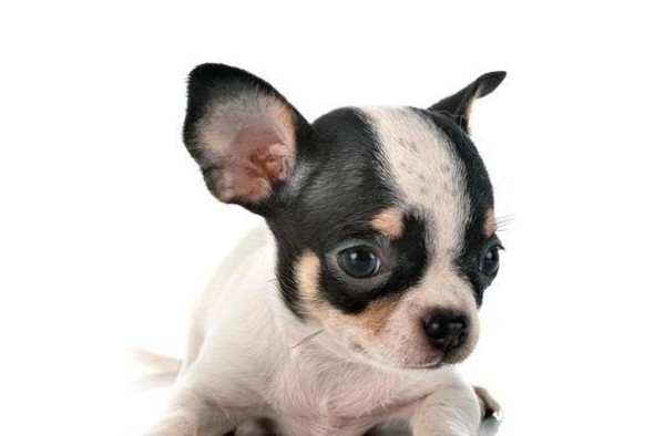 小型宠物的魅力与养护（探索小型宠物世界，宠物陪伴的乐趣与责任）