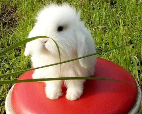 小型宠物的魅力与养护（探索小型宠物世界，宠物陪伴的乐趣与责任）