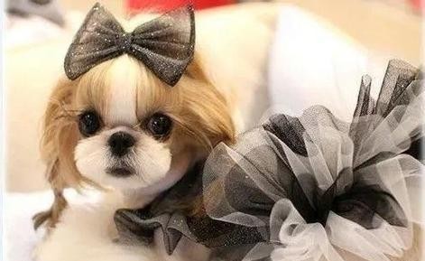 小型宠物的魅力与养护（探索小型宠物世界，宠物陪伴的乐趣与责任）