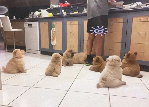 养狗带来的快乐与益处:深入体验与分享