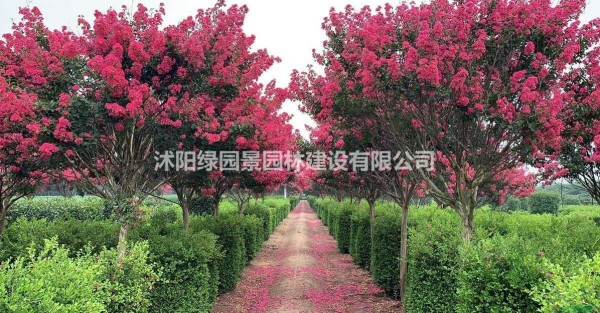 康乃馨花怎么养家庭养法 康乃馨怎么钩针钩花视频