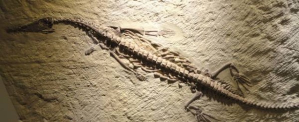 古生物学家找化石究竟做什么?