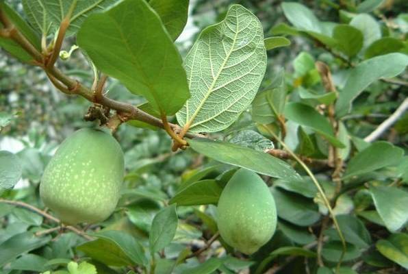 绿化养护劳务工人合同协议书 绿化种植工程合同属于什么合同