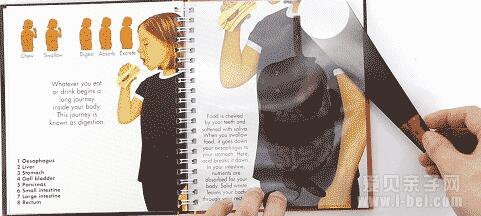 神奇科普书之手电筒系列：神奇胶片书 Human Life 6册