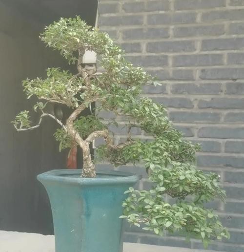 六月雪盆景的塑造之道(以自然之美,展现六月雪的神奇与魅力)