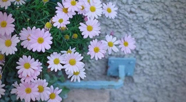 哈佛研究揭示情感关系新趋势：内心平衡与松弛感的关键作用