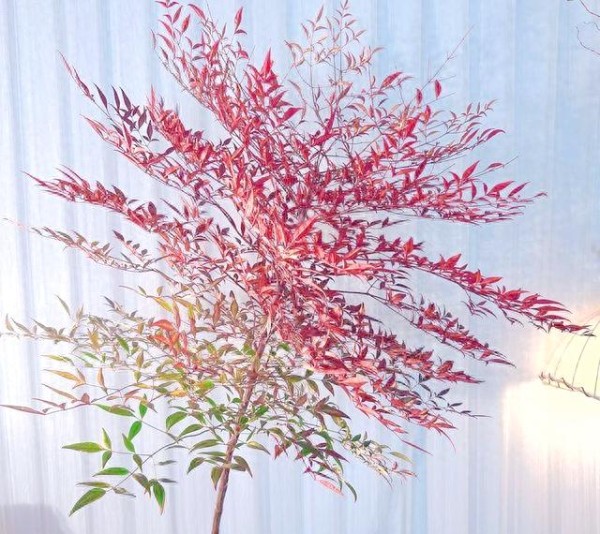 南天竹养护指南：季节变换与科学管理技巧