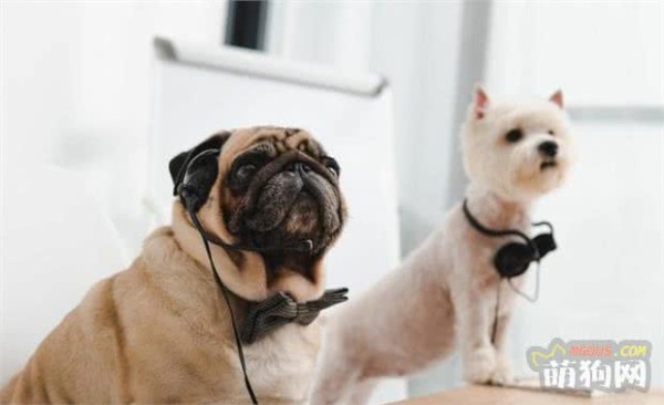 夏季秋季转换 养狗狗要注意了啊！这些你都知道么