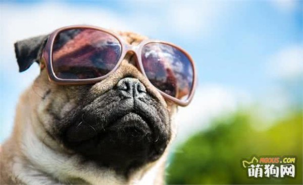 夏季秋季转换 养狗狗要注意了啊！这些你都知道么