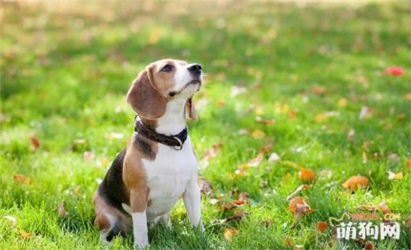 夏季秋季转换养狗狗要注意了啊！这些你都知道么