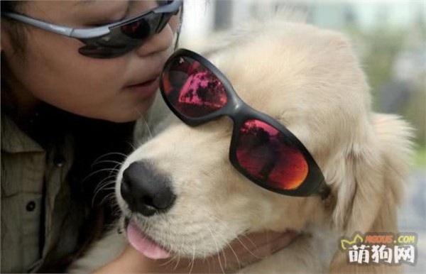 夏季秋季转换 养狗狗要注意了啊！这些你都知道么