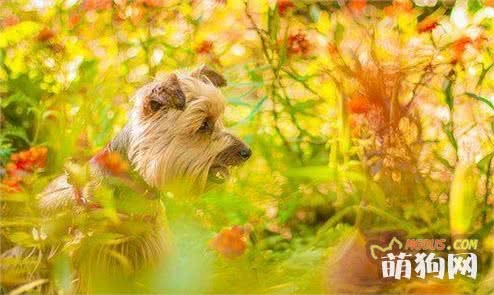 夏季秋季转换 养狗狗要注意了啊！这些你都知道么