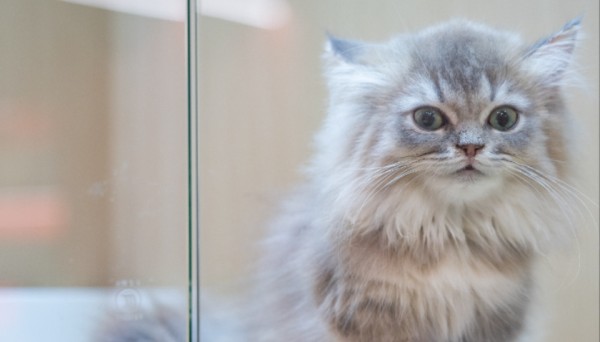 宠物幼儿园如何成为都市新标配?