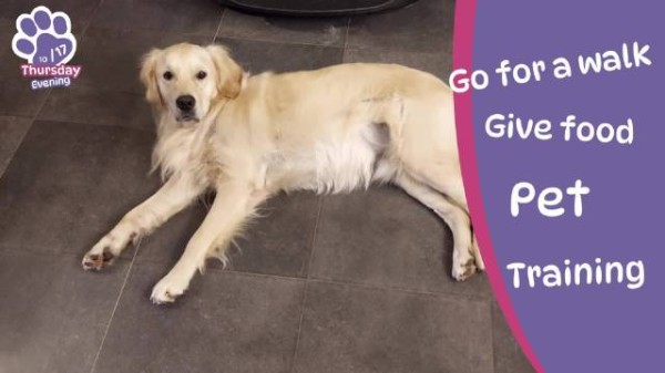 领养可爱大金毛，度过充实每一天——真狗互动游戏：Golden Retriever Simple Life