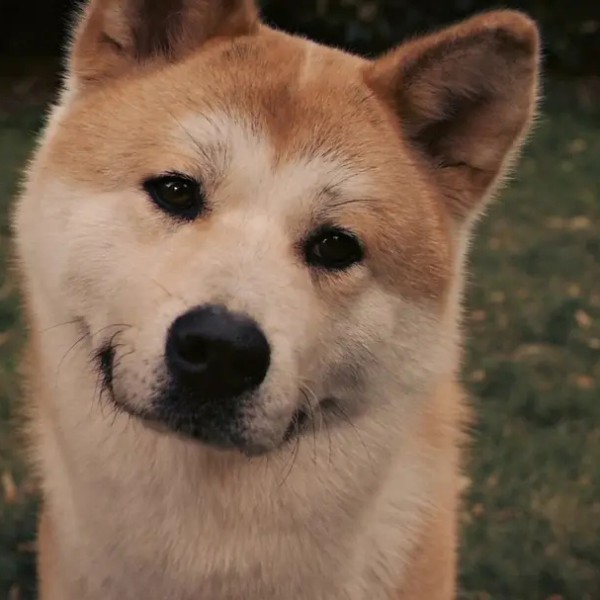 十大经典改编电影排行榜