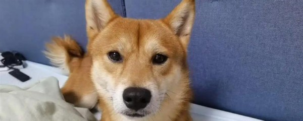 狗狗的日常护理方法，需要定期剪指甲和洗护牙齿等