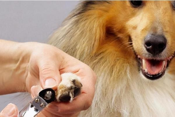 狗狗的日常护理方法，需要定期剪指甲和洗护牙齿等
