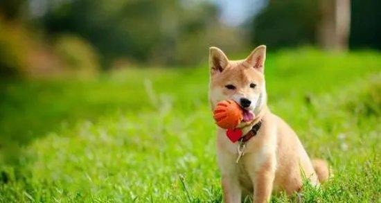 日常护理狗狗必知！（掌握15个要点让你的宠物更健康）