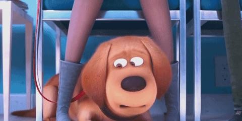 英语生词解析:深入观看宠物动画片的必备词汇