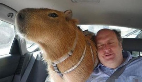 难以置信的十种宠物 | 这10种生物居然真的有人会当宠物养!