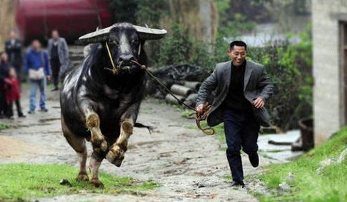 难以置信的十种宠物 | 这10种生物居然真的有人会当宠物养!