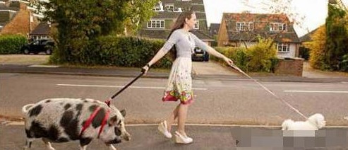 难以置信的十种宠物 | 这10种生物居然真的有人会当宠物养!