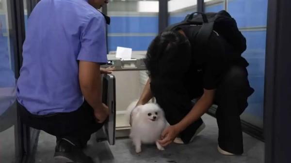 宠物可以坐高铁了！今天起，广西高铁开通宠物托运服务