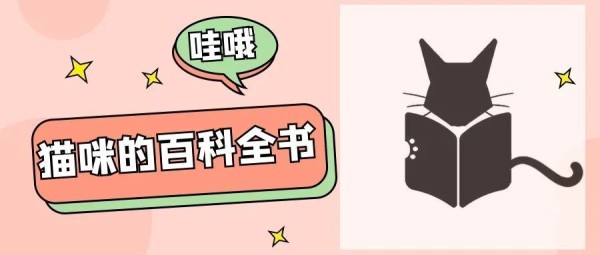 猫咪为什么相互舔毛？除了友好，背后还有什么原因？
