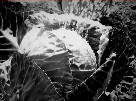 恐怖游戏被Steam禁售：开发者称没有给出任何解释