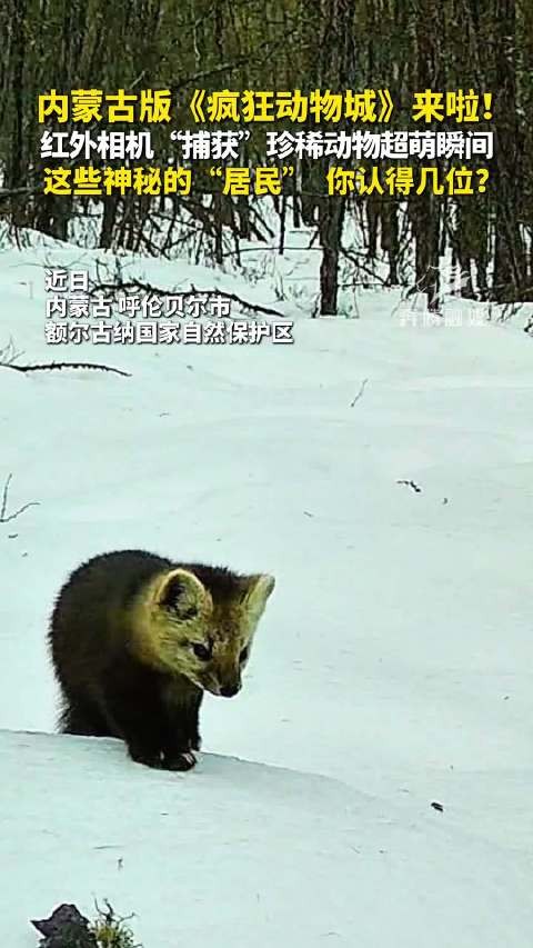 内蒙古版《疯狂动物城》来啦！