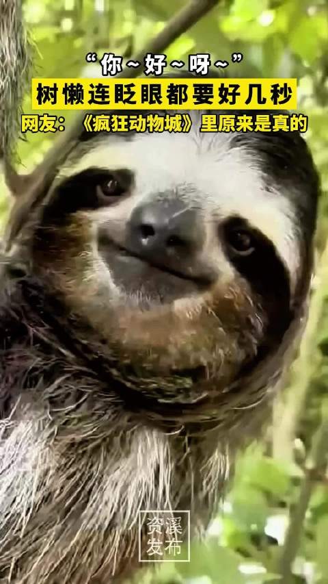“你~好~呀~”,树懒连眨眼都要好几秒,网友:《疯狂动物城》里原来是真的