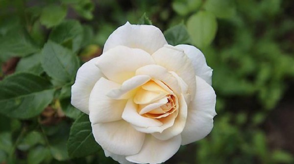 人生励志好句子，满满正能量，让你学会不断反省自己！