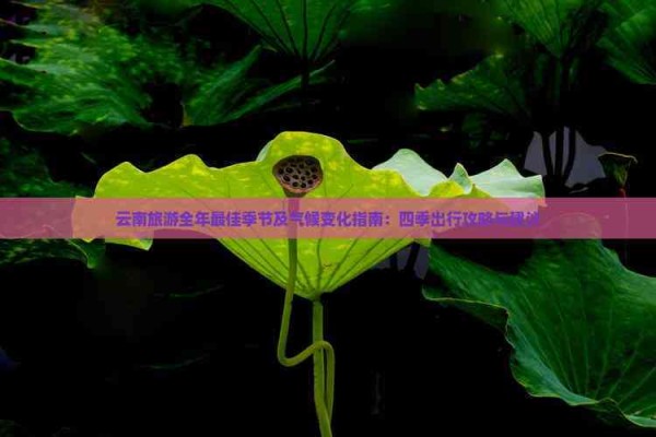 云南旅游全年更佳季节及气候变化指南：四季出行攻略与建议