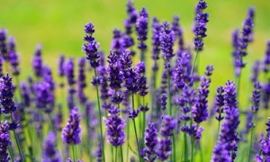 宠物王国5图文攻略:轻松获取高质量装备和物品